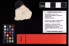 NHMW-GEO-2007z0149-0045_Ol_01.tifCyclothyreus quadrophthalmus (Schweitzer & Feldmann, 2009)  (NHMW-GEO-2007z0149-0045)